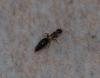 Sclerodermus sp.